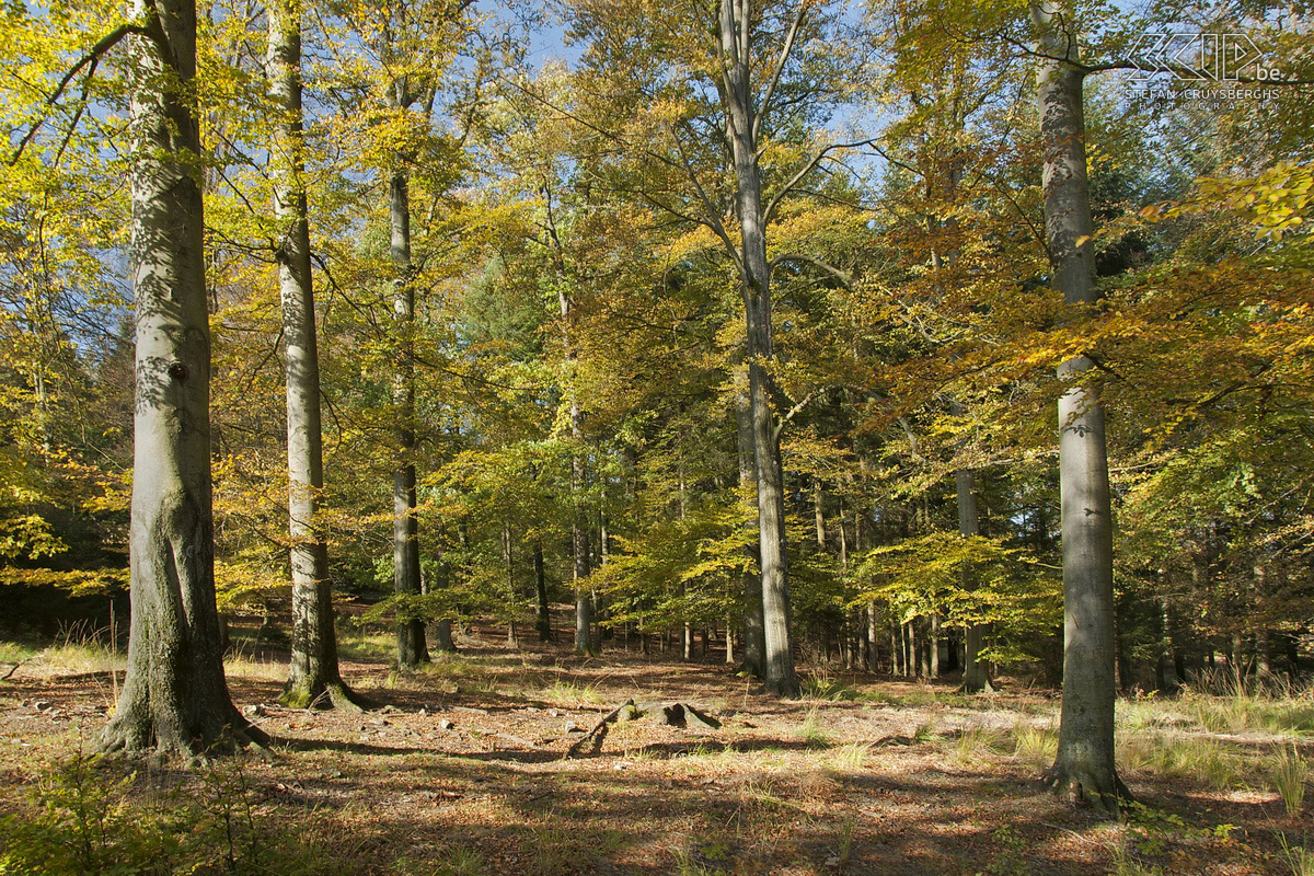 Autumn in the High Fens Photos of autumn in the nature reserve High Fens (Belgium) near Ternell with the small Hill and Getzbach rivers. Stefan Cruysberghs